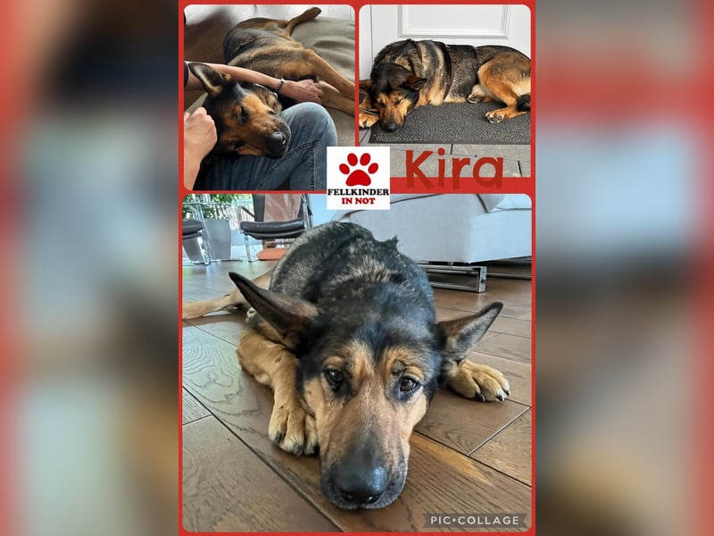 Verschmuste Schäferhund Mischlingshündin Kira sucht ihre Menschen