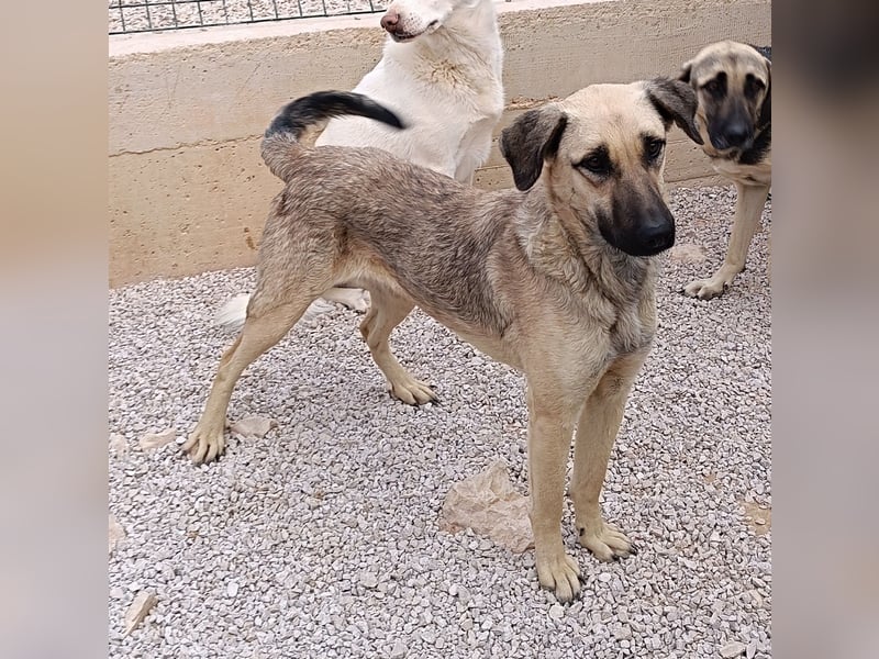 junge Schäferhund Mischlings-Hündin Cloe sucht ein Zuhause