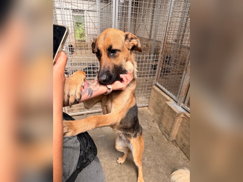 Schäferhund Mischling Kina sucht ihre Familie