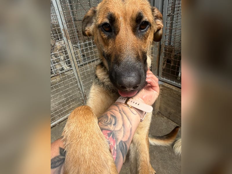 Schäferhund Mischling Kina sucht ihre Familie