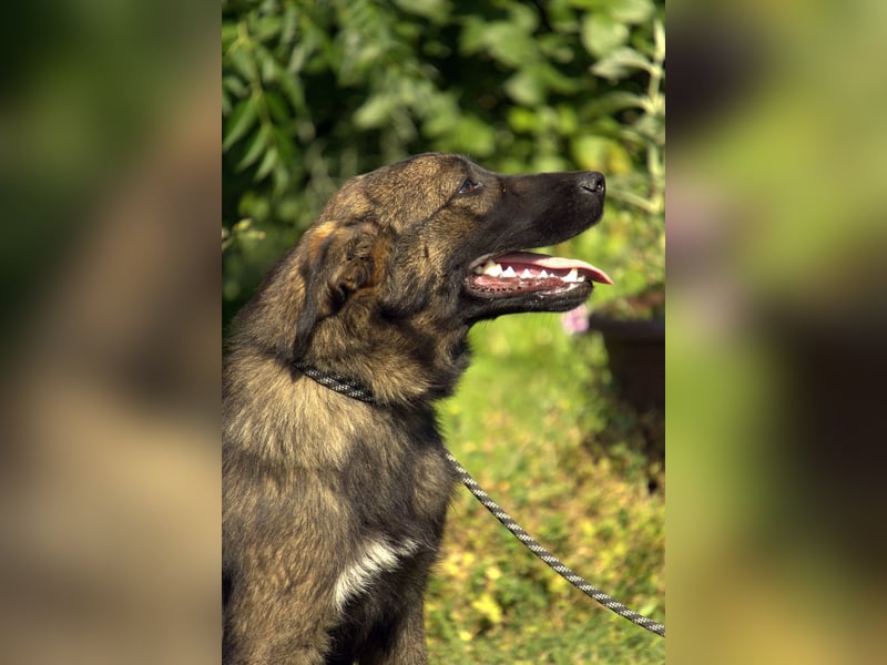 liebe Schäferhund Mischlings-Hündin Morena sucht ein Zuhause