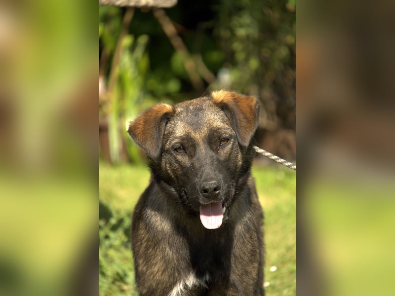 liebe Schäferhund Mischlings-Hündin Morena sucht ein Zuhause