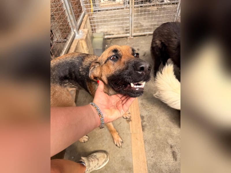 Schäferhund Mischling Kina sucht ihre Familie