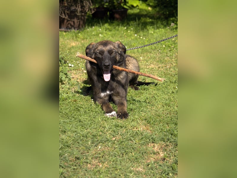 liebe Schäferhund Mischlings-Hündin Morena sucht ein Zuhause