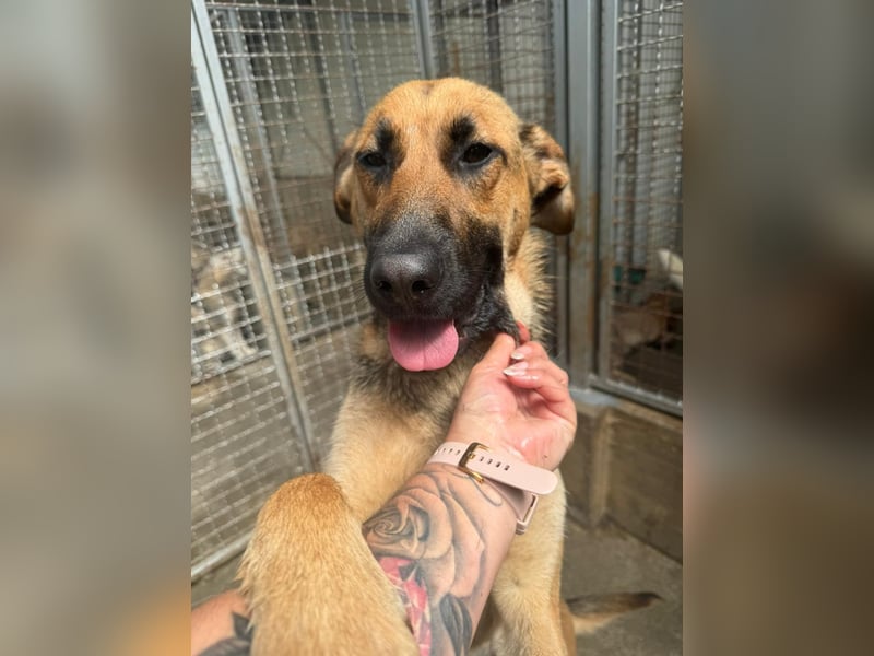 Schäferhund Mischling Kina sucht ihre Familie