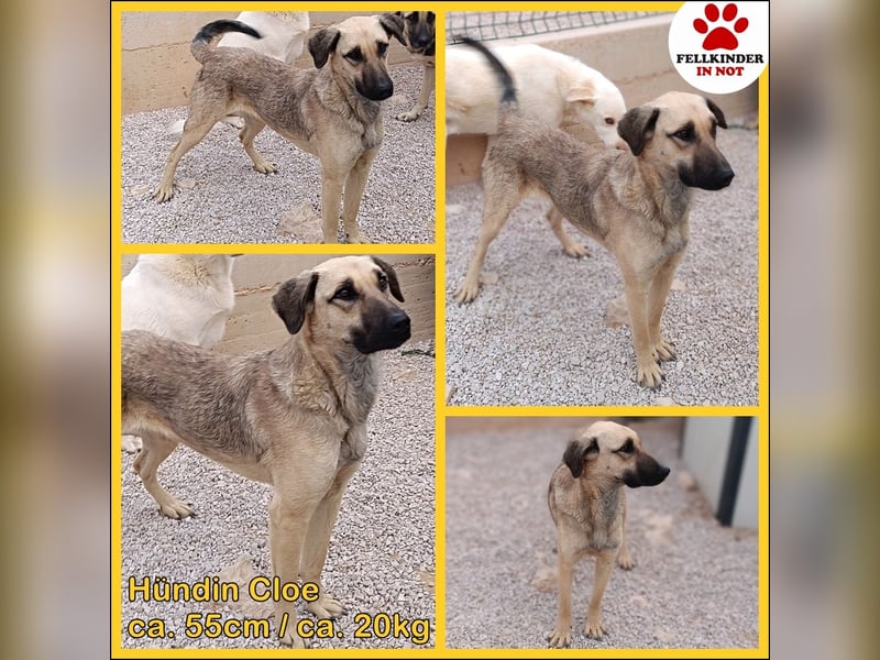 junge Schäferhund Mischlings-Hündin Cloe sucht ein Zuhause