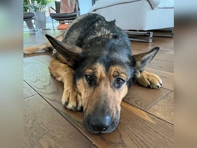 Verschmuste Schäferhund Mischlingshündin Kira sucht ihre Menschen