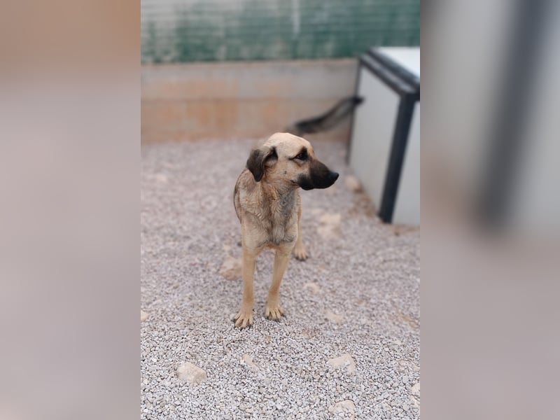 junge Schäferhund Mischlings-Hündin Cloe sucht ein Zuhause