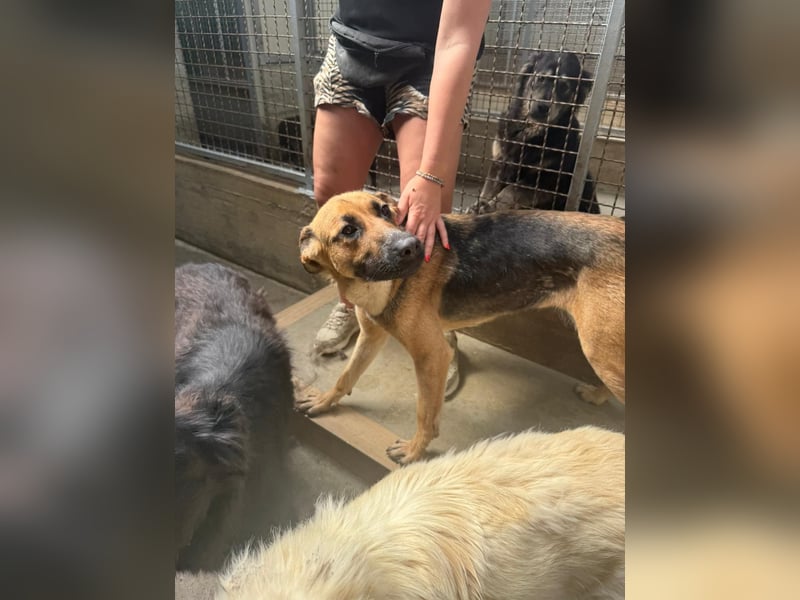 Schäferhund Mischling Kina sucht ihre Familie
