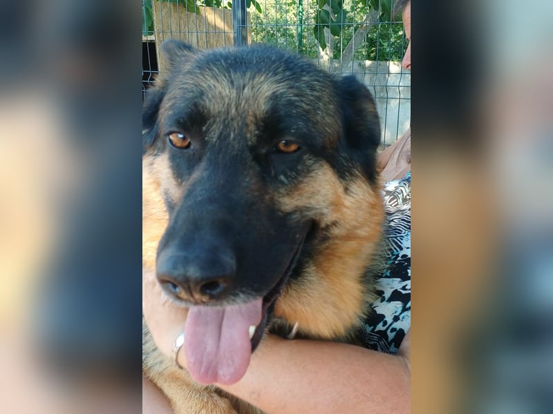 Liebe Schäferhund Mischlingshündin Cher sucht ihre Menschen
