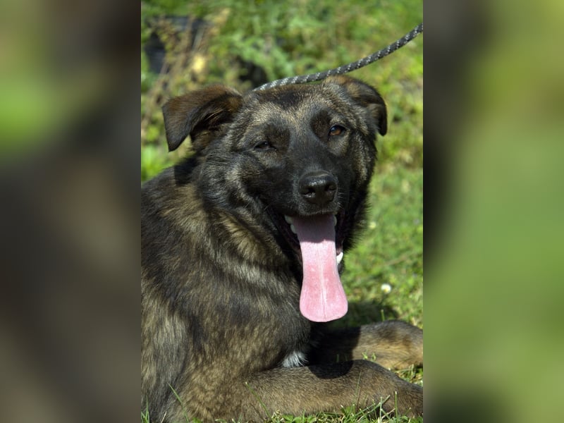 liebe Schäferhund Mischlings-Hündin Morena sucht ein Zuhause