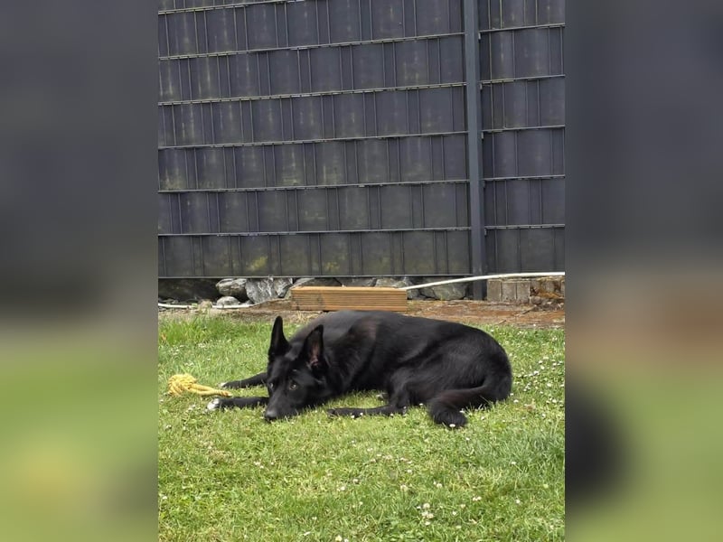 Dringend neues zuhause für Lana gesucht