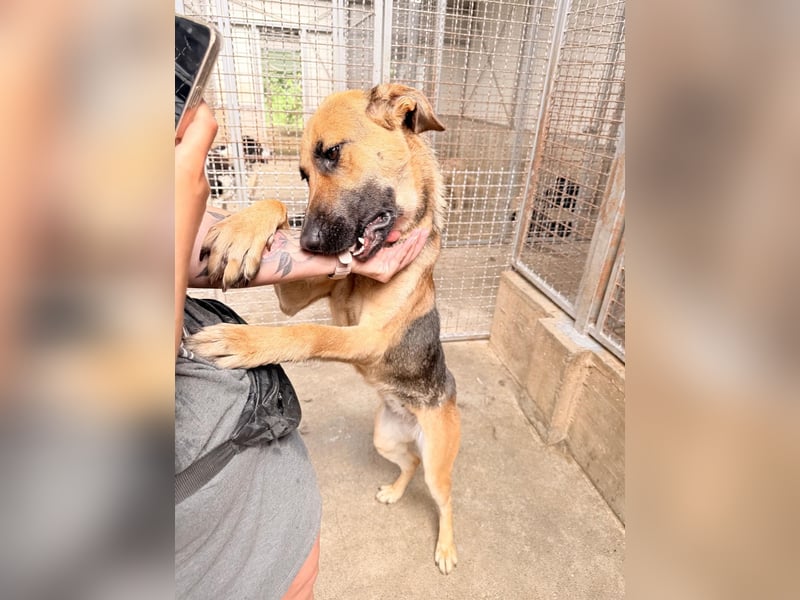 Schäferhund Mischling Kina sucht ihre Familie