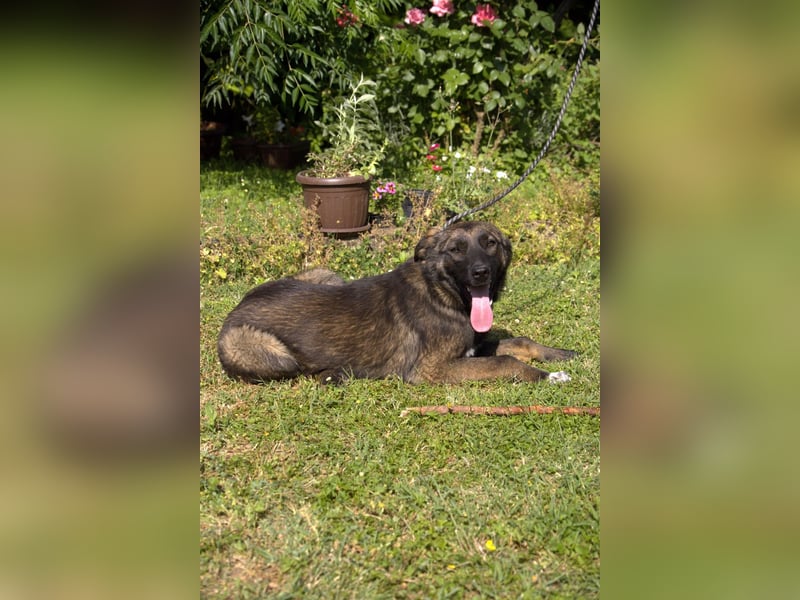 liebe Schäferhund Mischlings-Hündin Morena sucht ein Zuhause