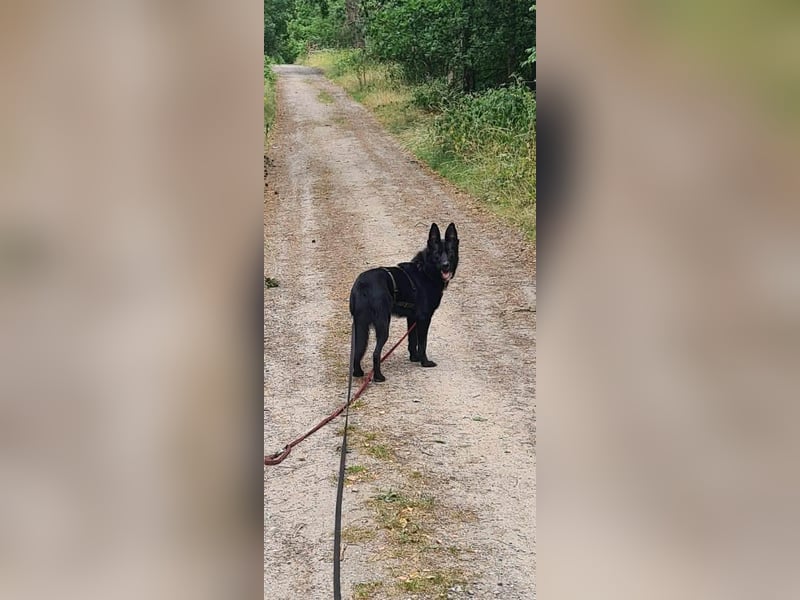 Dringend neues zuhause für Lana gesucht