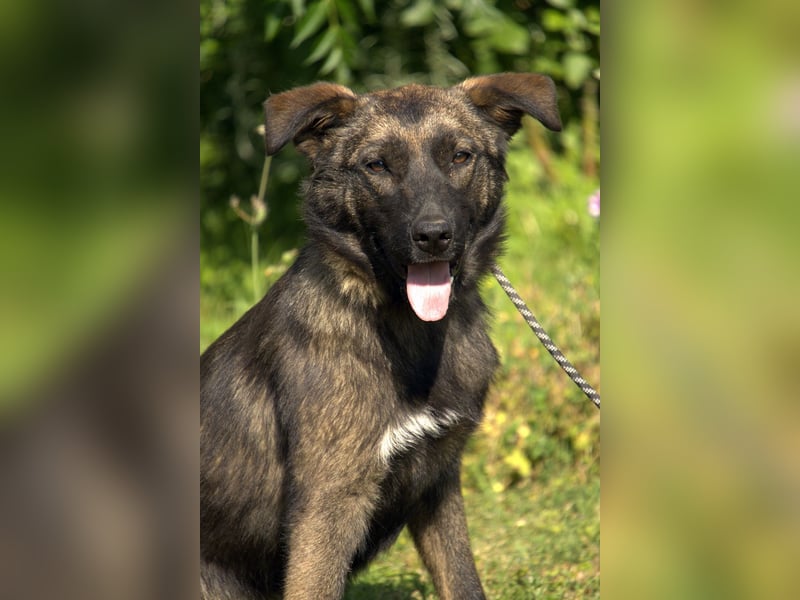 liebe Schäferhund Mischlings-Hündin Morena sucht ein Zuhause