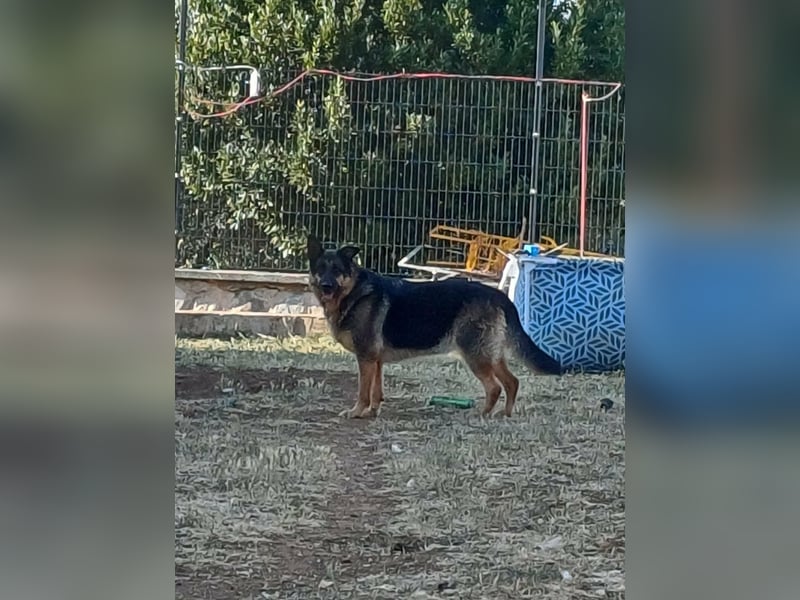 Liebe Schäferhund Mischlingshündin Cher sucht ihre Menschen