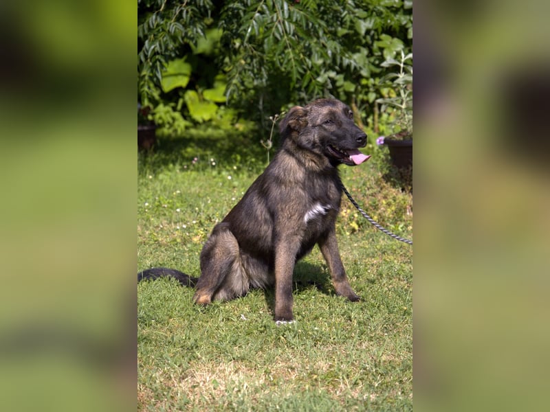 liebe Schäferhund Mischlings-Hündin Morena sucht ein Zuhause