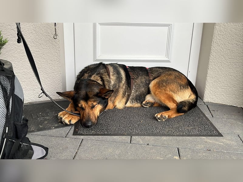 Verschmuste Schäferhund Mischlingshündin Kira sucht ihre Menschen