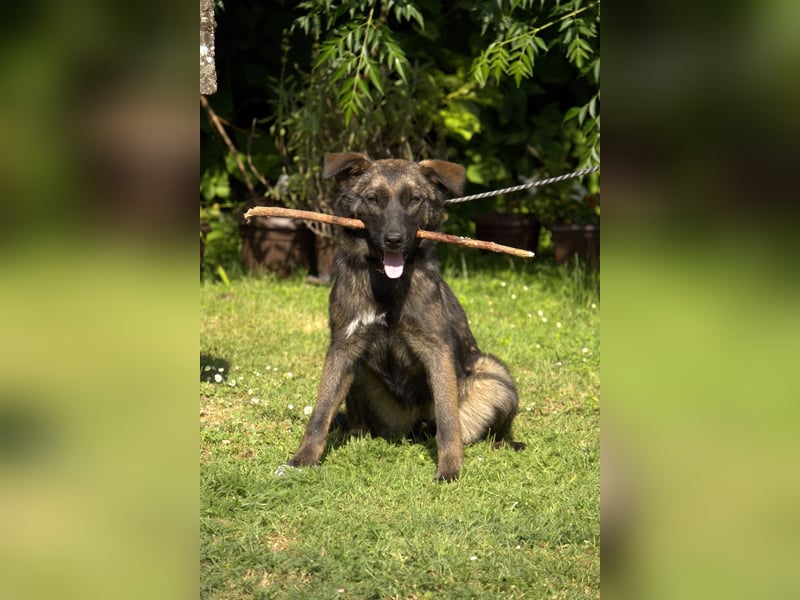 liebe Schäferhund Mischlings-Hündin Morena sucht ein Zuhause