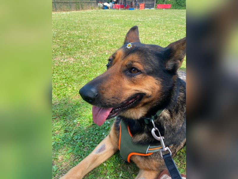 Liebevolle Schäferhündin Kira sucht ihre Menschen