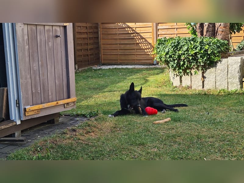 Dringend neues zuhause für Lana gesucht