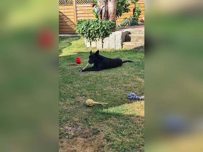 Dringend neues zuhause für Lana gesucht