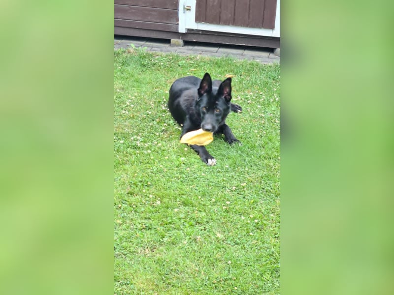 Dringend neues zuhause für Lana gesucht
