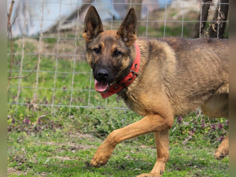 Ajax-Bezaubernde Schäfermix-Dame sucht ihre Familie!