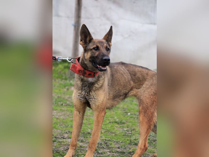 Ajax-Bezaubernde Schäfermix-Dame sucht ihre Familie!
