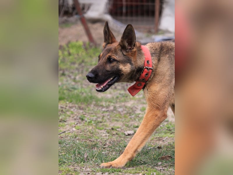 Ajax-Bezaubernde Schäfermix-Dame sucht ihre Familie!