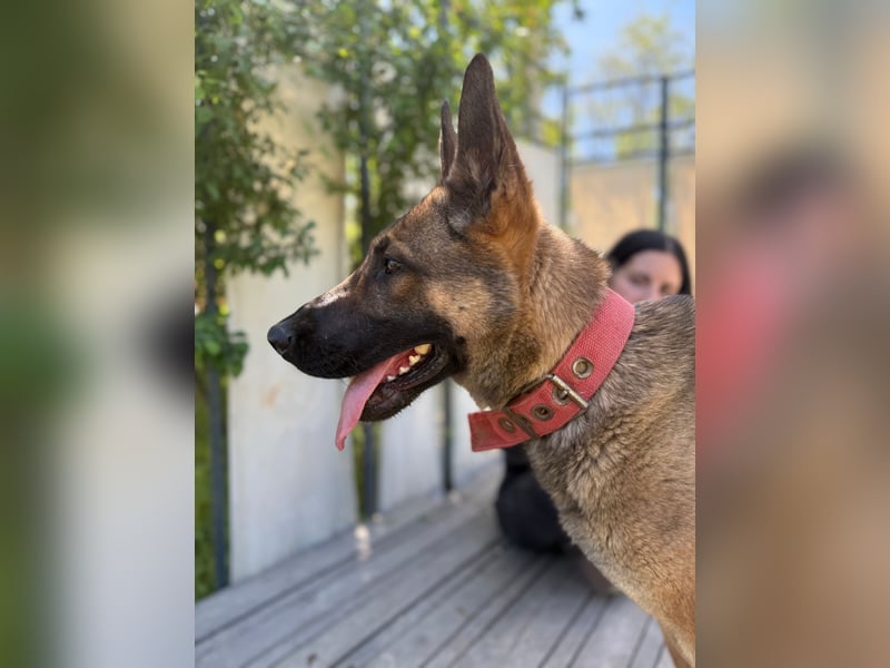 Ajax-Bezaubernde Schäfermix-Dame sucht ihre Familie!