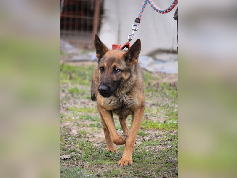 Ajax-Bezaubernde Schäfermix-Dame sucht ihre Familie!