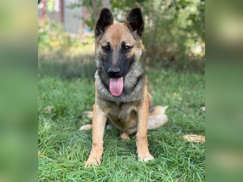 Manci -Junge Hündin sucht aktive Menschen und ganz viel Abenteuer!