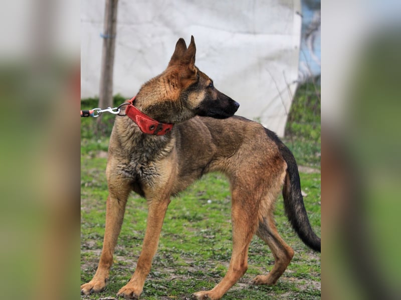 Ajax-Bezaubernde Schäfermix-Dame sucht ihre Familie!