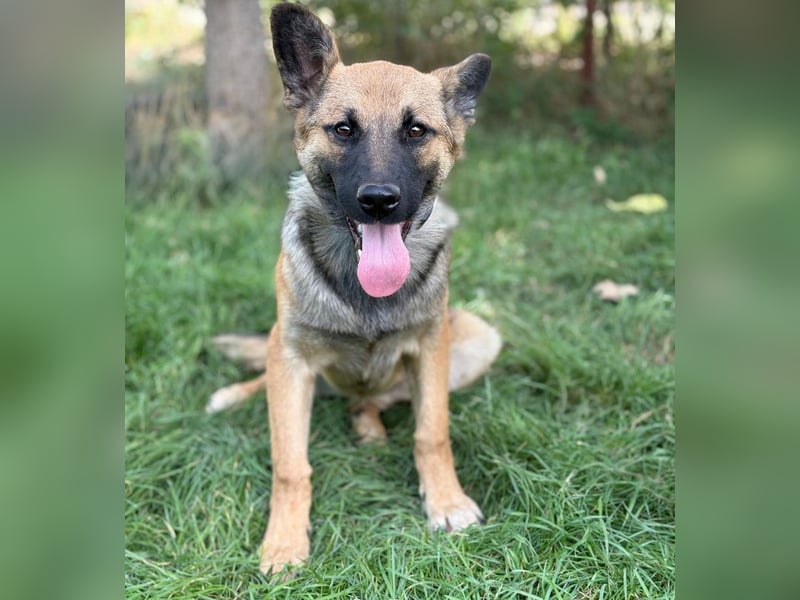 Manci -Junge Hündin sucht aktive Menschen und ganz viel Abenteuer!