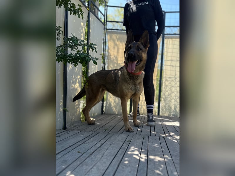 Ajax-Bezaubernde Schäfermix-Dame sucht ihre Familie!