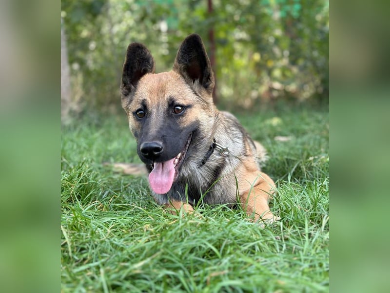 Manci -Junge Hündin sucht aktive Menschen und ganz viel Abenteuer!