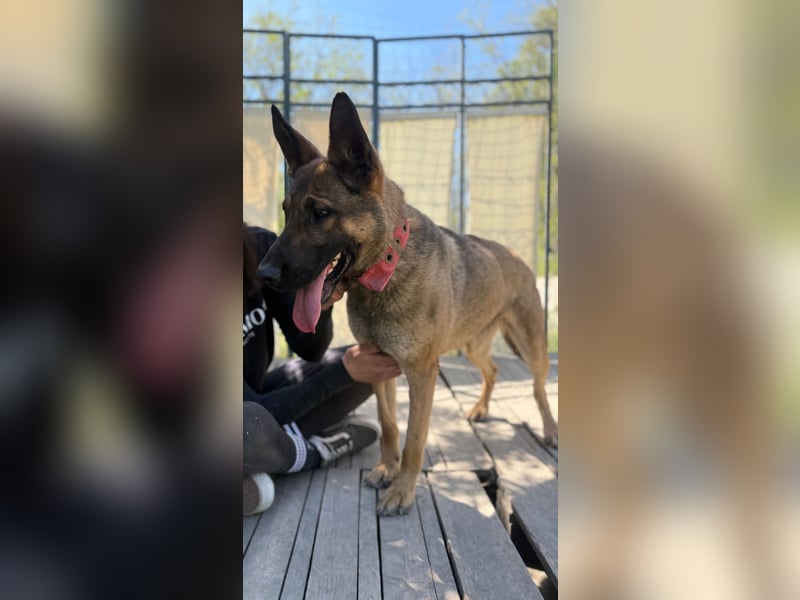 Ajax-Bezaubernde Schäfermix-Dame sucht ihre Familie!