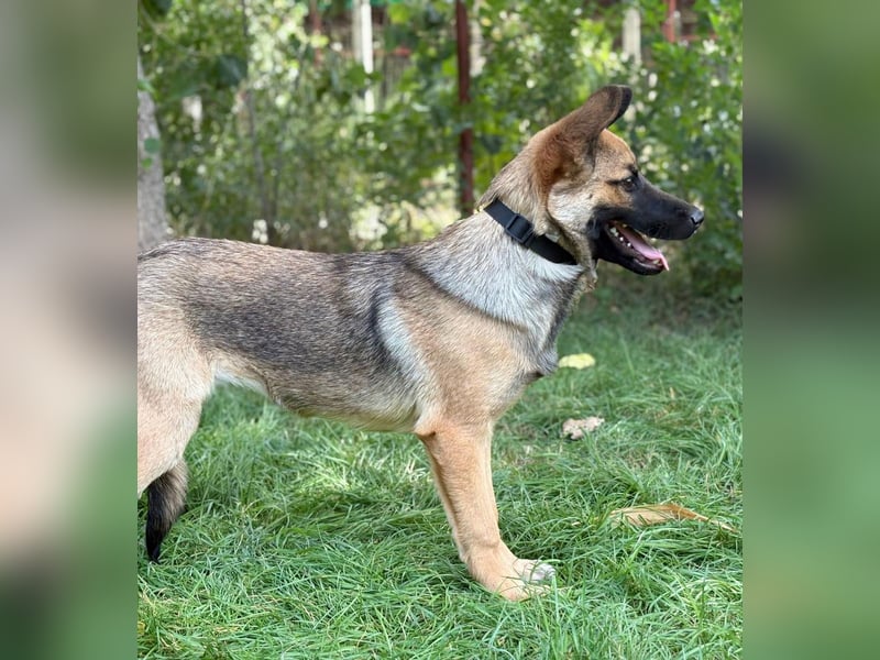 Manci -Junge Hündin sucht aktive Menschen und ganz viel Abenteuer!