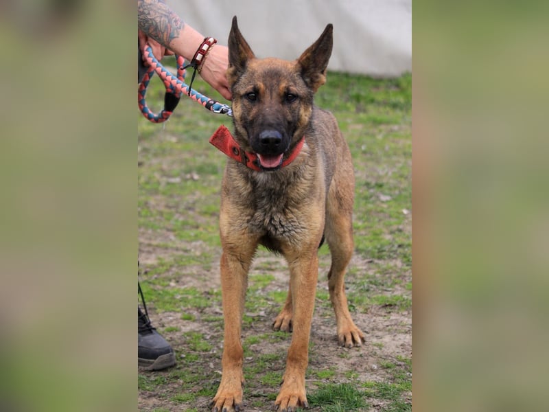 Ajax-Bezaubernde Schäfermix-Dame sucht ihre Familie!