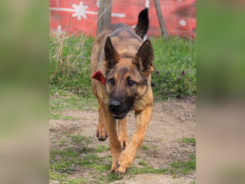 Ajax-Bezaubernde Schäfermix-Dame sucht ihre Familie!