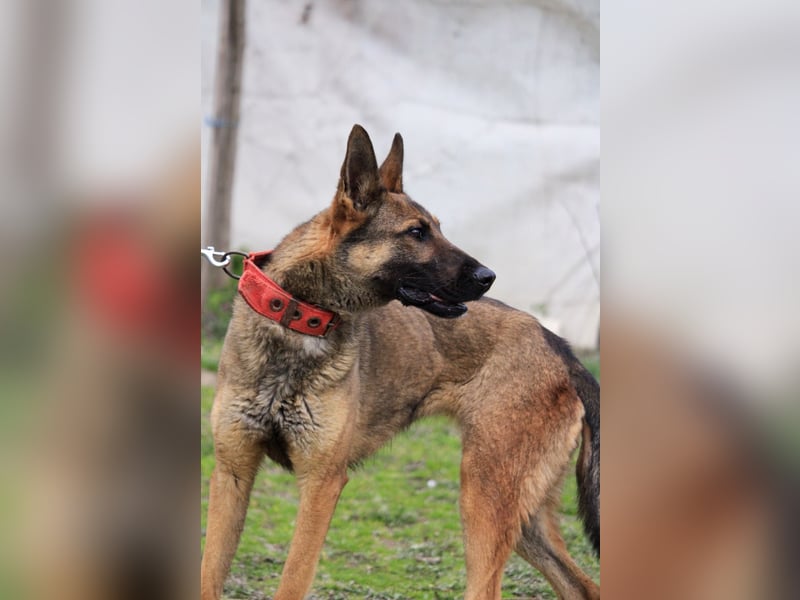 Ajax-Bezaubernde Schäfermix-Dame sucht ihre Familie!