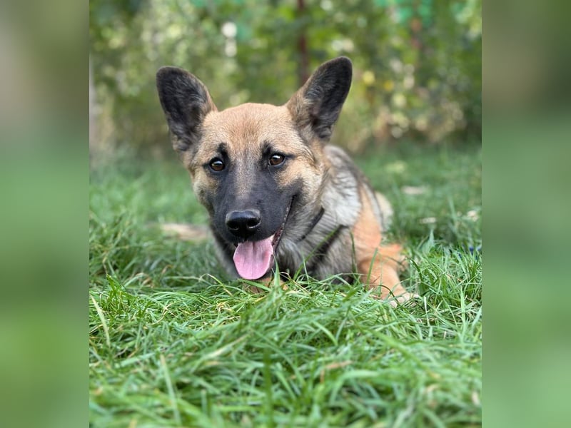 Manci -Junge Hündin sucht aktive Menschen und ganz viel Abenteuer!