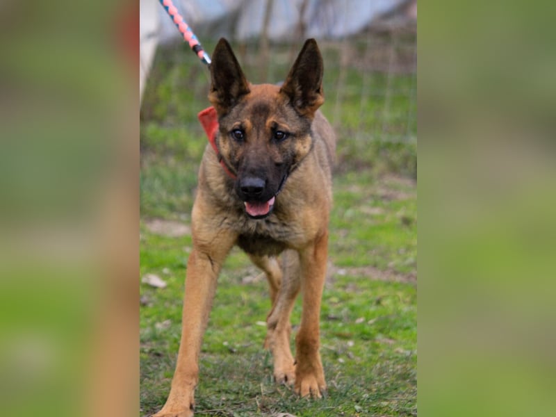 Ajax-Bezaubernde Schäfermix-Dame sucht ihre Familie!