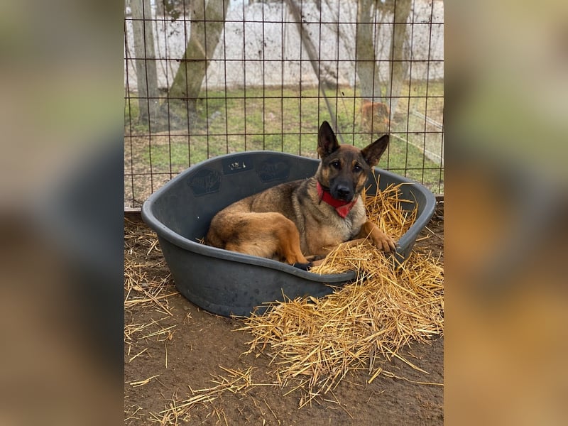 Ajax-Bezaubernde Schäfermix-Dame sucht ihre Familie!