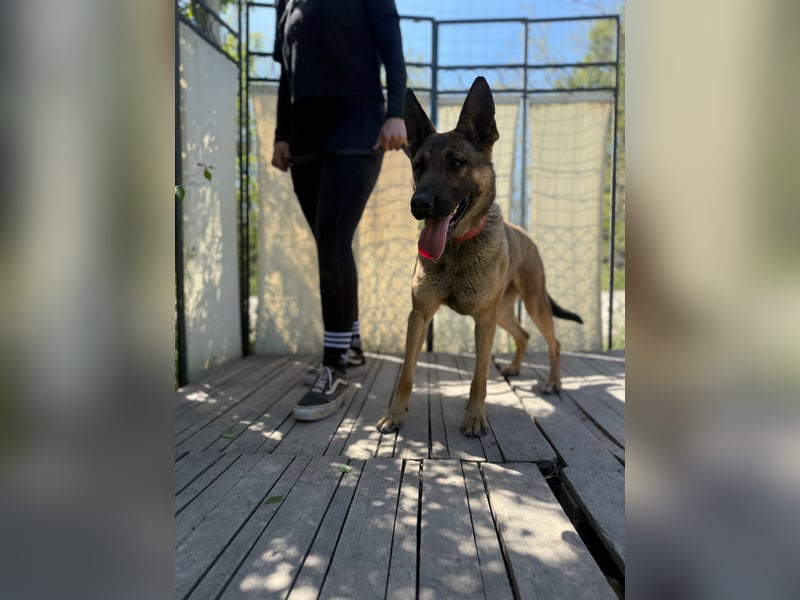 Ajax-Bezaubernde Schäfermix-Dame sucht ihre Familie!