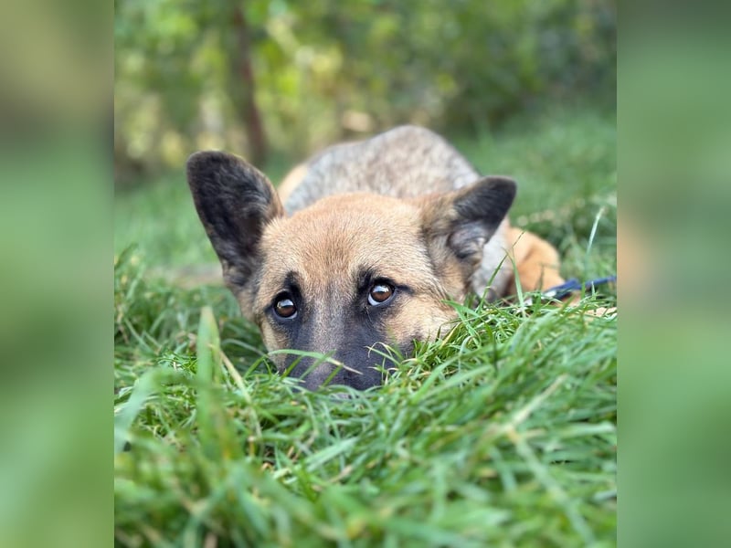 Manci -Junge Hündin sucht aktive Menschen und ganz viel Abenteuer!