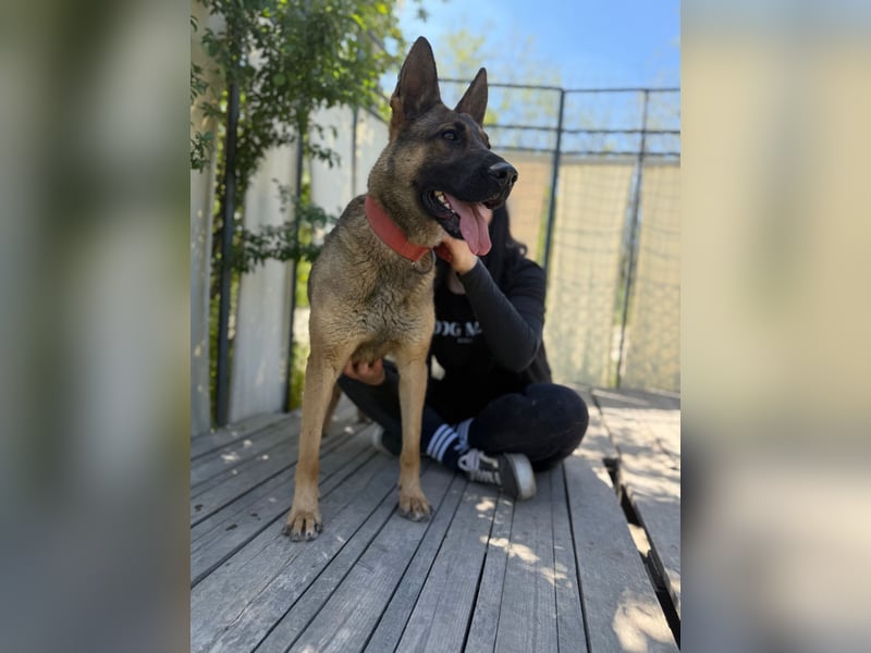 Ajax-Bezaubernde Schäfermix-Dame sucht ihre Familie!