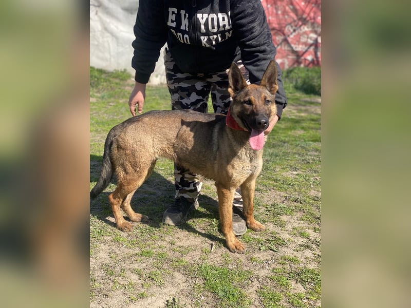 Ajax-Bezaubernde Schäfermix-Dame sucht ihre Familie!